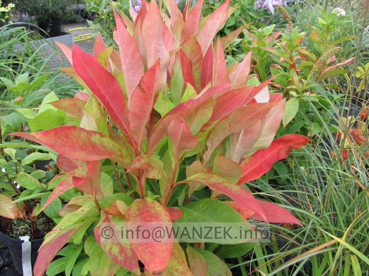 Lysimachia clethroides - Herbst 01.JPG